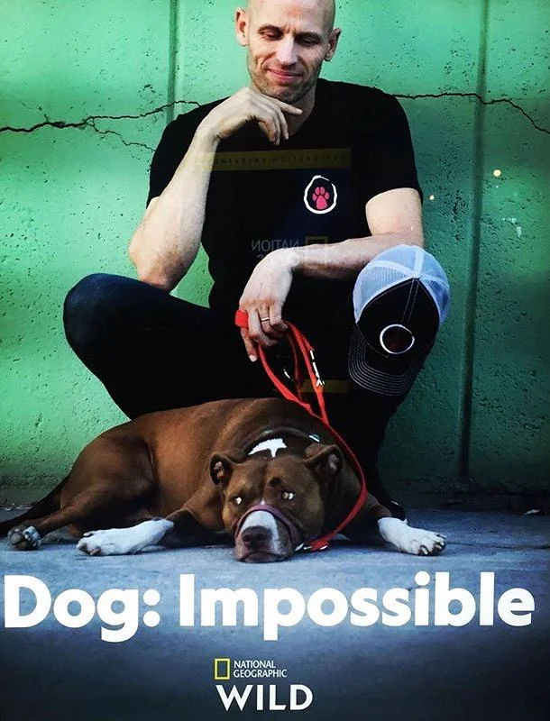 Собака: Невозможное возможно смотреть онлайн бесплатно в хорошем качестве